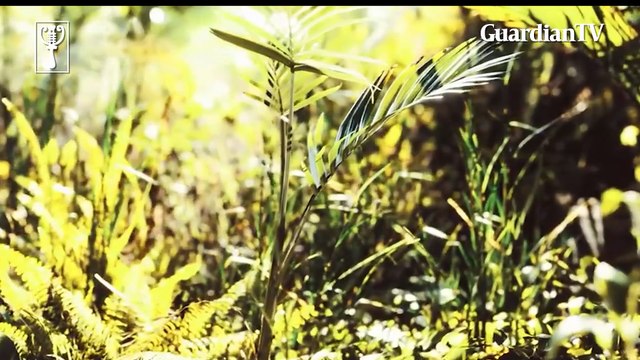 Chikungunya Virus: What you need to know as mosquito-borne disease spreads globally