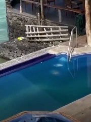 Une otarie vole le transat de ce client d'hotel