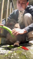 Feed xingxing bitter gourd. #monkey #monkey #xingxing #cute #lovely