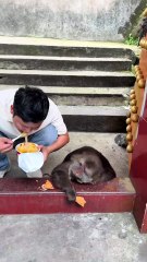 Eating together😁 #monkey #monkey #xingxing #cute #lovely