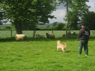 CALYPSO A L'ENTRAINEMENT SUR TROUPEAU LE 17/05/08