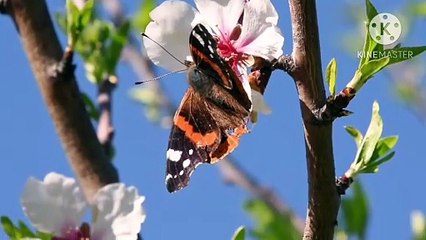 Os animais mais fofos do mundo N•189