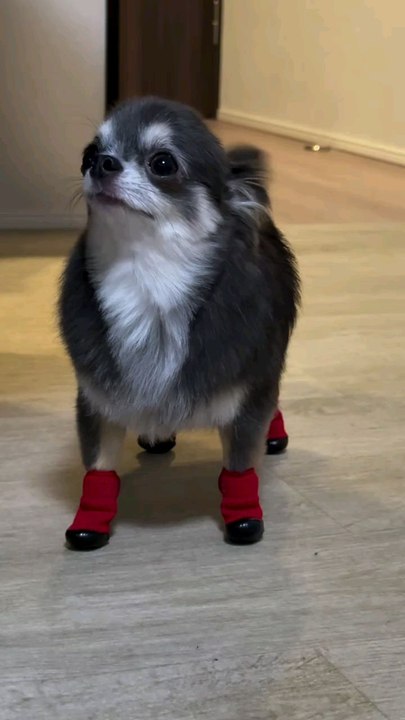 cute dog