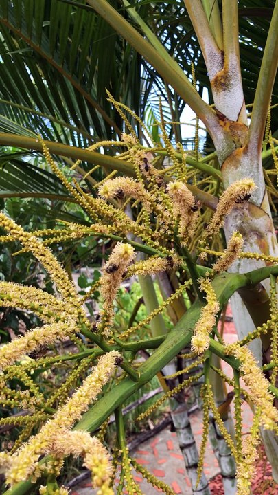 Abeilles sur palmier. bees on palm-tree. bienen an palmen-blüten