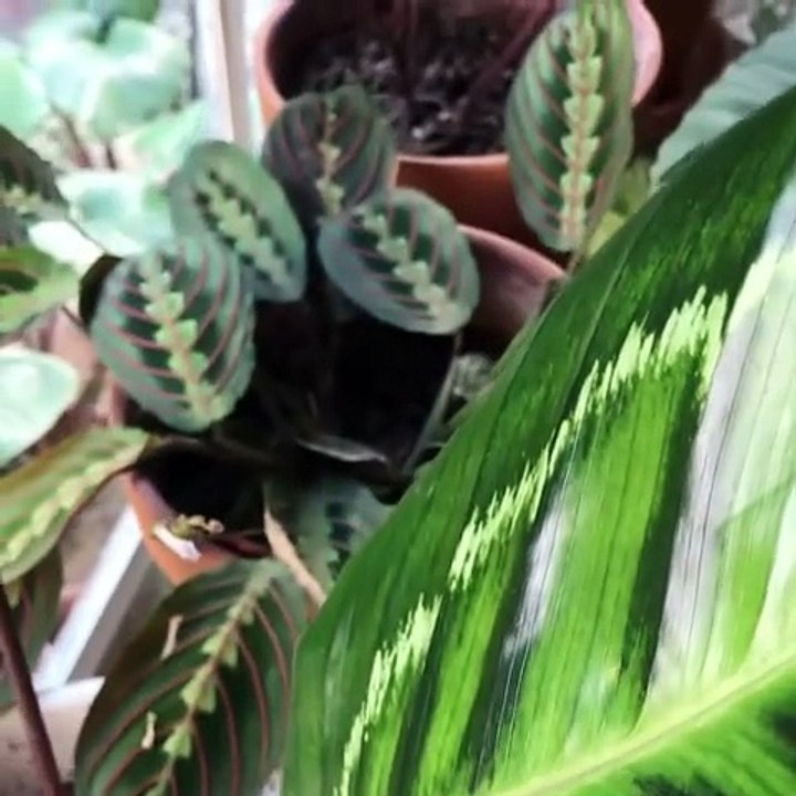 PLANTS