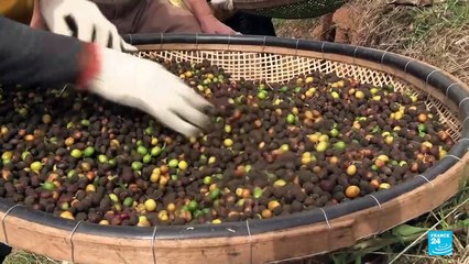 Aranceles de Trump amenazan la comercialización del café brasileño