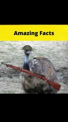 The Great Emu War  #shorts  #FactBeast90 - Fact Beast90