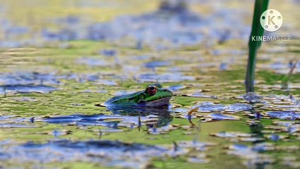 Os animais mais fofos do mundo N•192