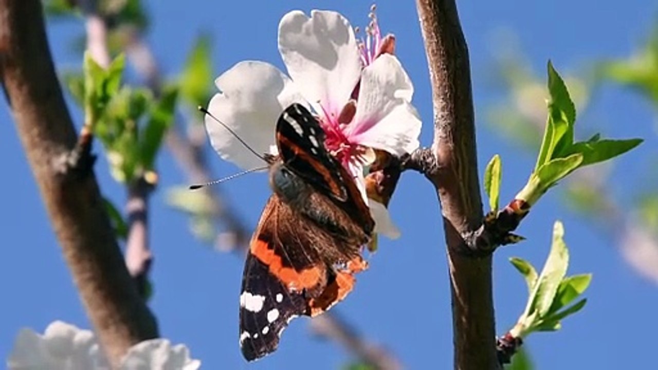 A Close-up Shot of a Butterfly on a Flower