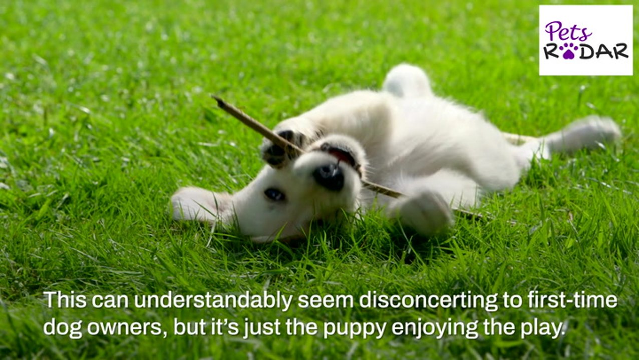 Understanding Your Puppies Body Language