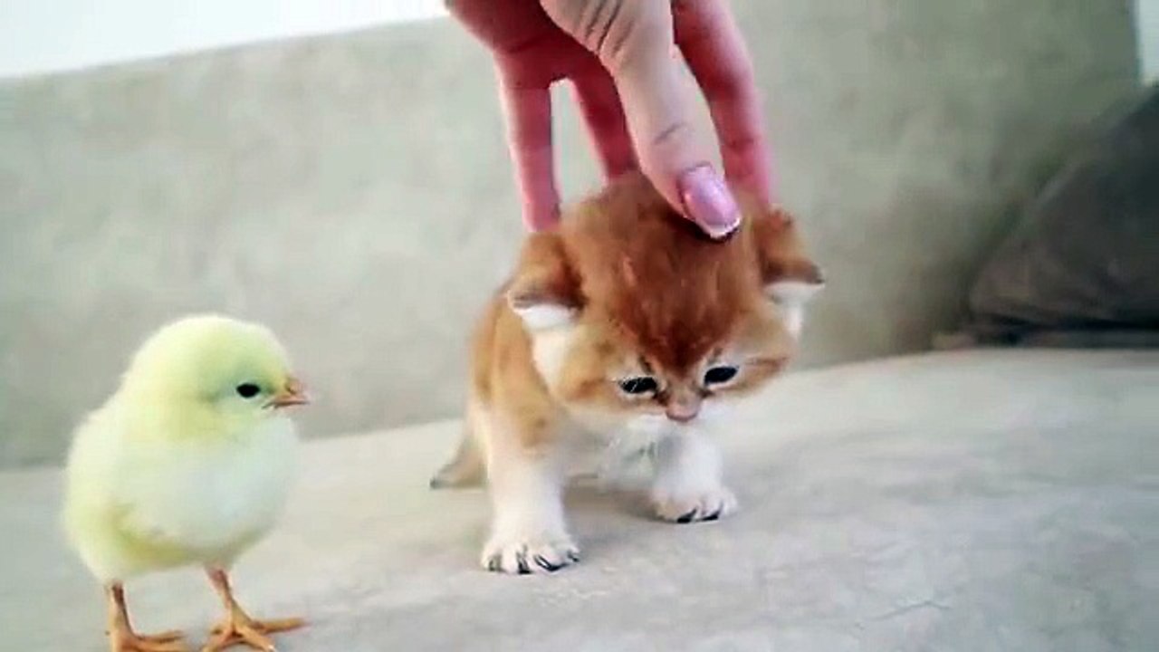 "🐾 Funny Cat Fails & Cute Cat Reactions | Ultimate Cat Compilation 2025"