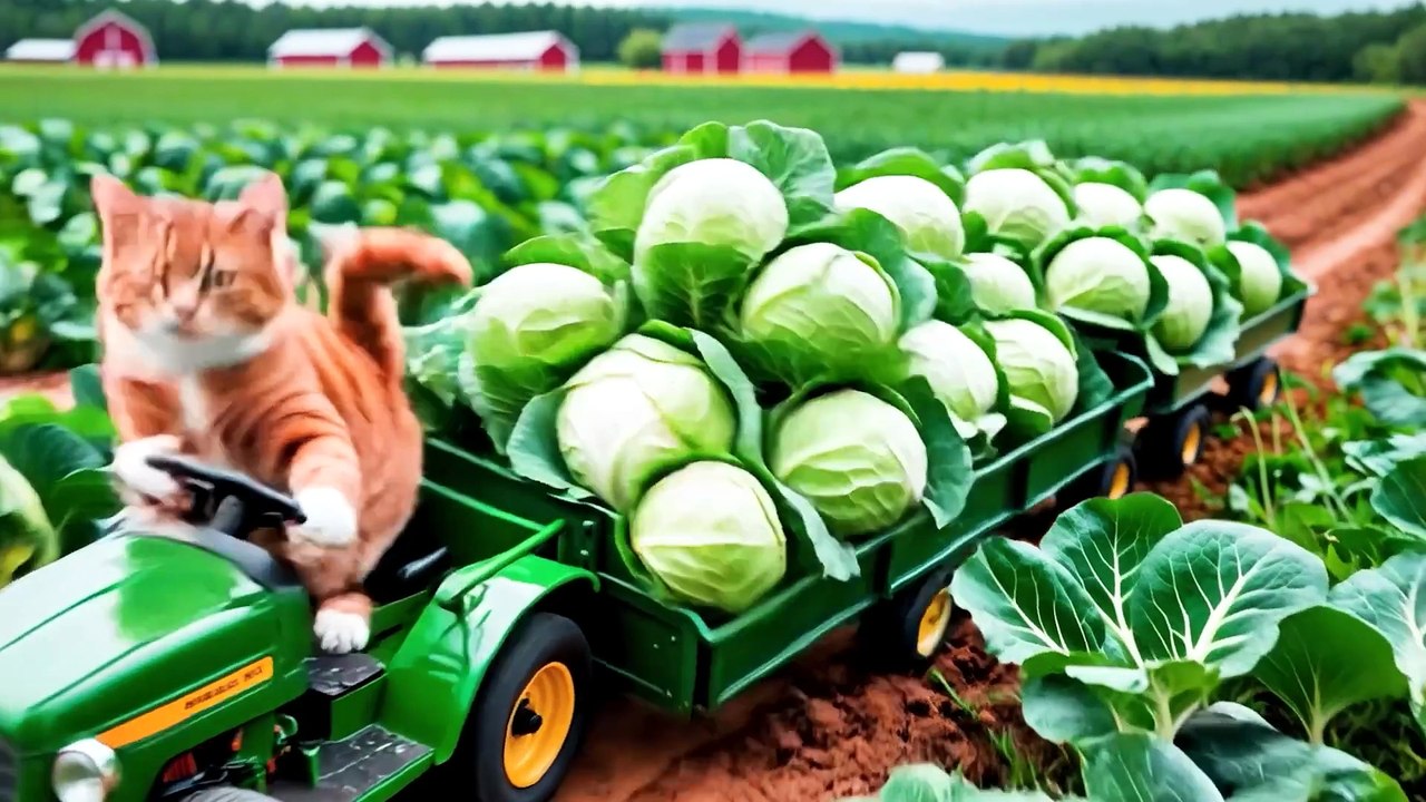Mama Cat Falls in the Cabbage Garden, Her Kitten Rises as a Little Hero