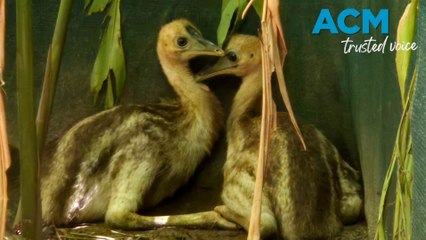 Cassowaries Arthur and Martha released back into the wild