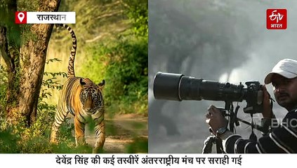 साइबेरियन क्रेन से बाघ की चाल तक, फोटोग्राफर देवेंद्र सिंह ने कैमरे में उतारी जंगल की आत्मा