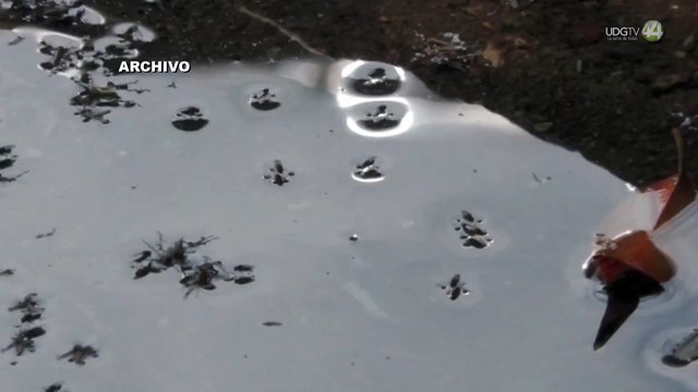 Jalisco se mantiene en primer lugar de dengue a nivel nacional