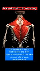 Trapezius Muscle 3D Animation | Medical | Human Muscle