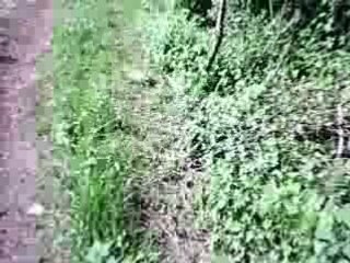 rando mai 2008 zone 1 (foret de ligniere)