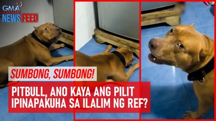 SUMBONG, SUMBONG! Pitbull, ano kaya ang ipinapakuha sa ilalim ng ref? | GMA Integrated Newsfeed
