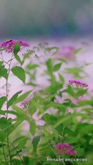 新剧上线：羔羊（下）📺