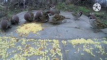 Os animais mais fofos do mundo N•193