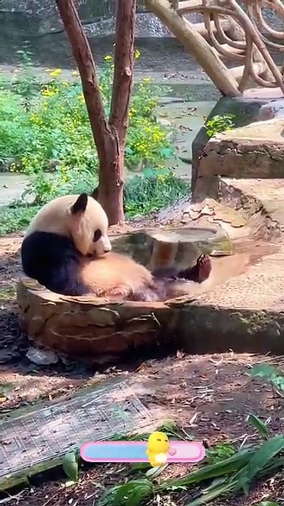 Panda.
