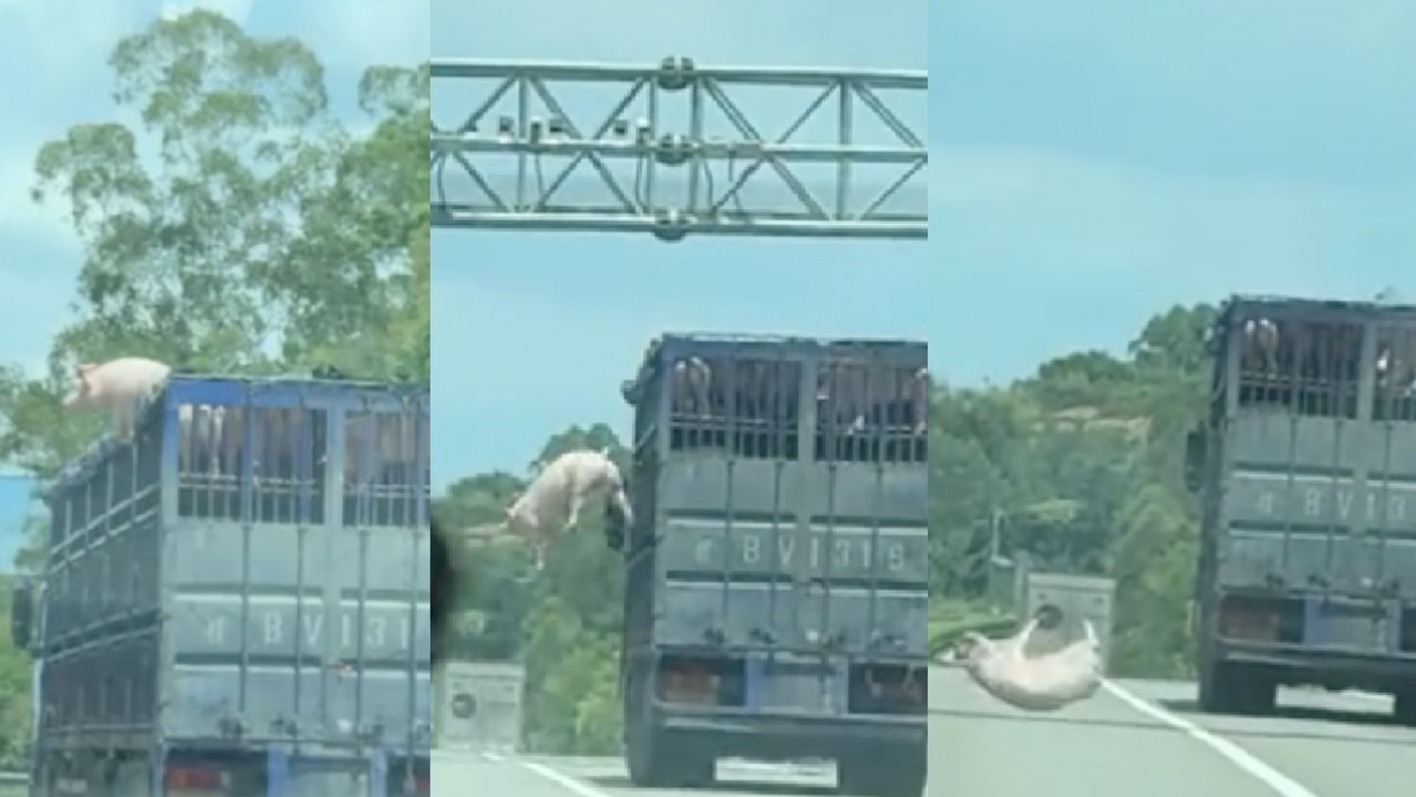 笨猪跳？