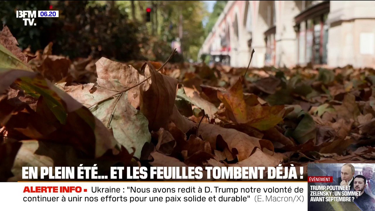 "J'ai jamais vu ça à cette période de l'année", à cause de la sécheresse, les arbres perdent leurs feuilles en plein été