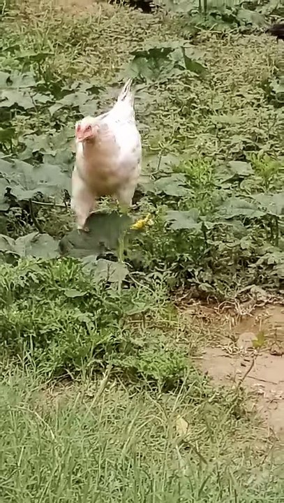 Hens and Roster: Family Fun #chicken #video