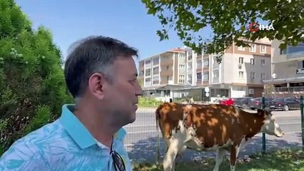 Tekirdağ'da firari inekler şehre inip ortalığı karıştırdı