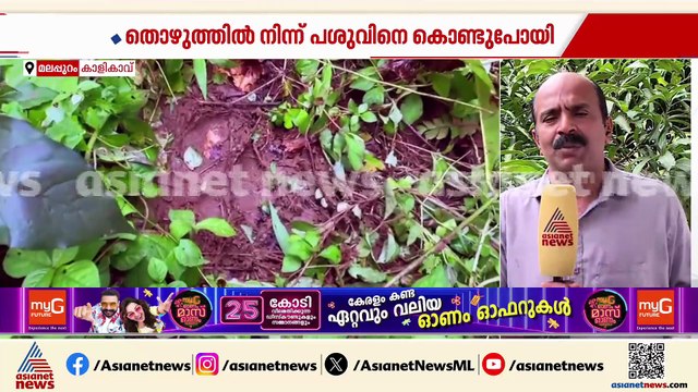 കടുവ ഭീതി ഒഴിയാതെ കാളികാവ്; പശുവിനെ ഭക്ഷിച്ച നിലയിൽ