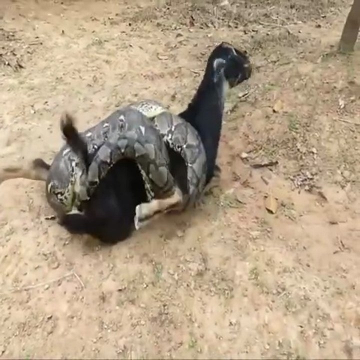 a large snake was found attacking a goat on a farm.