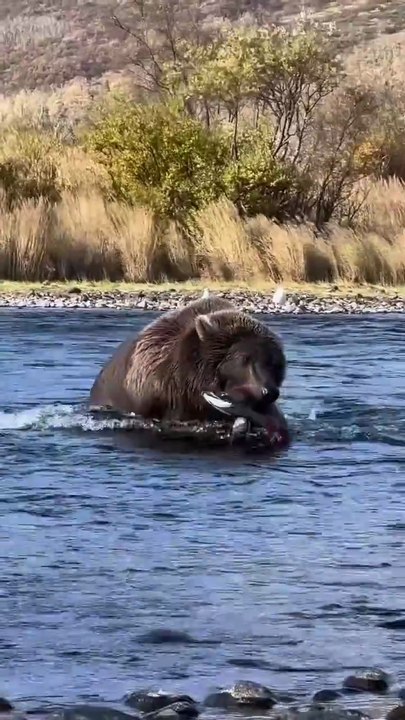 A brown bear easily catches a red salmon