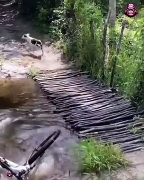 Dog Crashes into Man During Horse Race – Unexpected Chaos Dog Crashes into Man During Horse Race – Unexpected Chaos Everything was going smoothly during the horse race until a dog came out of nowhere and collided with a man near the track! This unexpect