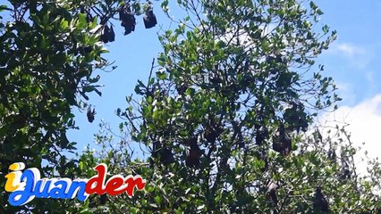 Laksa-laksang mga paniki, makikita sa Puerto Galera! | I Juander