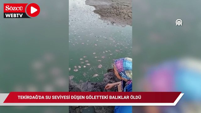 Tekirdağ'da su seviyesi düşen göletteki balıklar öldü