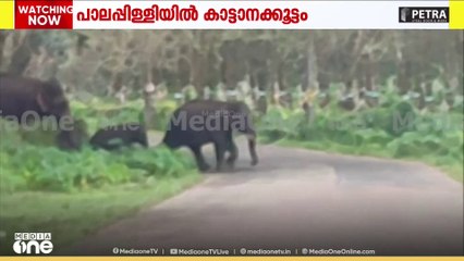 തൃശൂർ പാലപ്പിള്ളിയിൽ കാട്ടാനക്കൂട്ടം; രണ്ട് കൂട്ടങ്ങളിലായി 30 ആനകളാണ് നാട്ടിലിറങ്ങിയത്