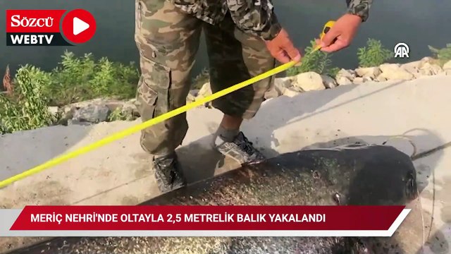 Meriç Nehri'nde oltayla 2,5 metrelik balık yakalandı