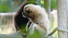Naissance exceptionnelle d'un bébé gibbon à mains blanches au zoo de Spay