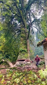 The logger removes dead trees