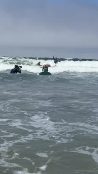 Adventurous Dogs Ride Waves on Surfboards