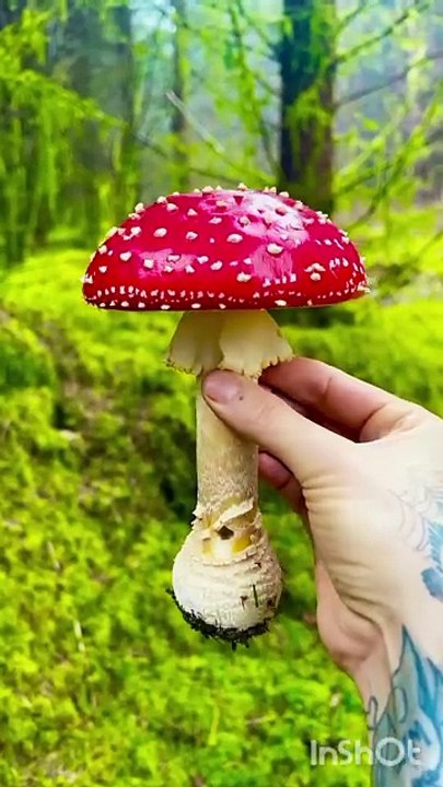 Mushroom kheti