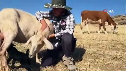 Yozgat’ta genç çoban yeni doğan oğlağı çantaya koydu, anne keçi peşinden ayrılmadı