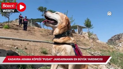 Kadavra arama köpeği "Pusat" jandarmanın en büyük yardımcısı