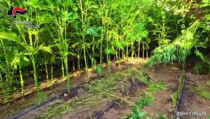 Scoperta dai Carabinieri una maxi piantagione di marijuana nella Locride