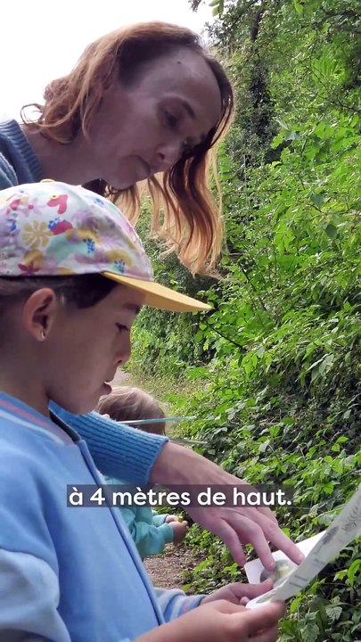 A la découverte des arbres aux Cytises