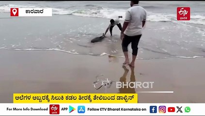ಅಲೆಗಳ ಅಬ್ಬರ: ಮಗುಚಿದ ಮೀನುಗಾರರ ದೋಣಿ, ಕಾರವಾರ ಕಡಲ ತೀರಕ್ಕೆ ತೇಲಿಬಂದ ಡಾಲ್ಫಿನ್!