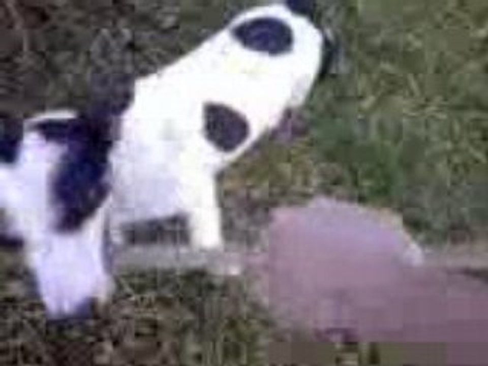 Titeuf le pit!