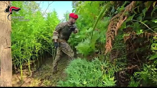Scoperta dai Carabinieri una maxi piantagione di marijuana nella Locride