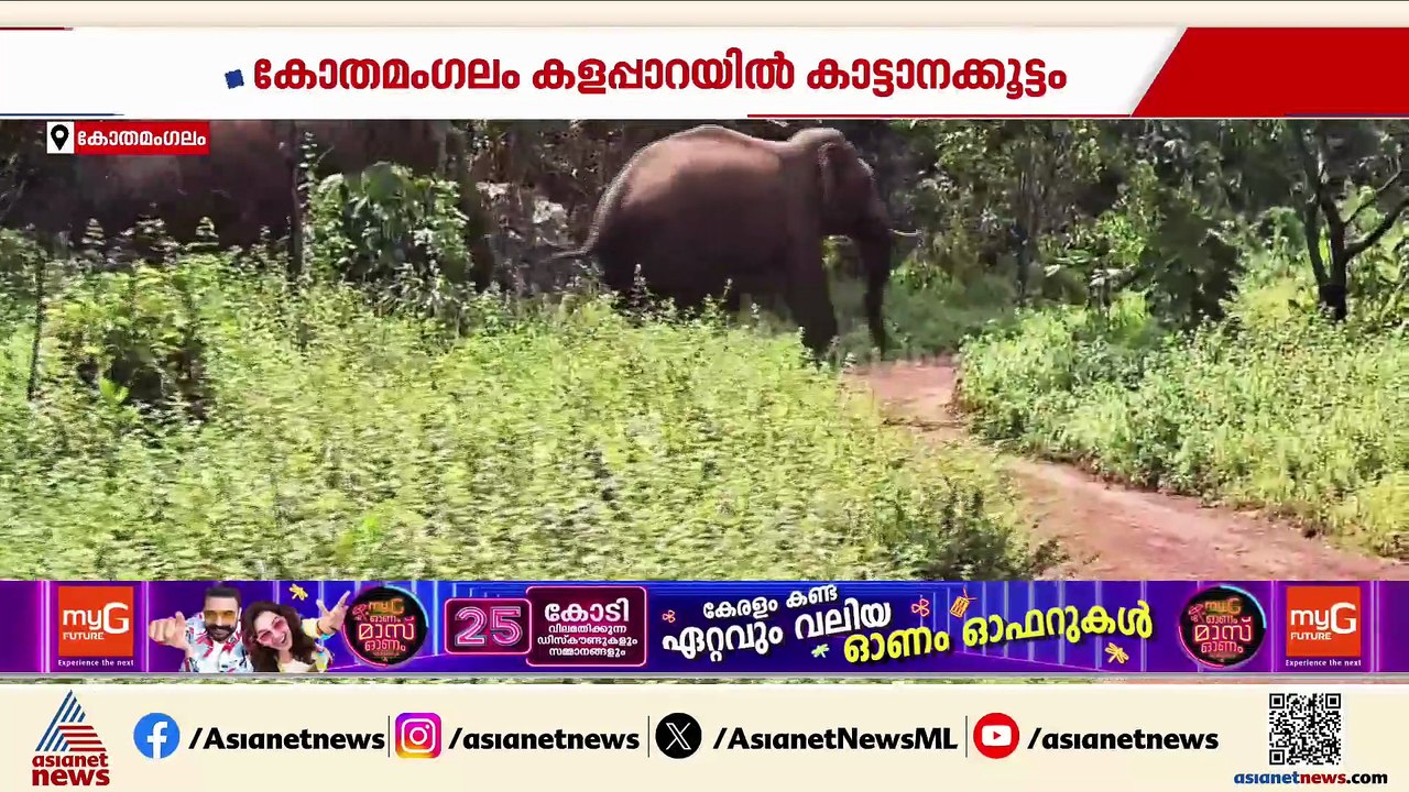കോതമംഗലം കളപ്പാറയിൽ കാട്ടാനക്കൂട്ടം ജനവാസ മേഖലയിലിറങ്ങി; ഉൾവനത്തിലേക്ക് തുരത്തി നാട്ടുകാർ