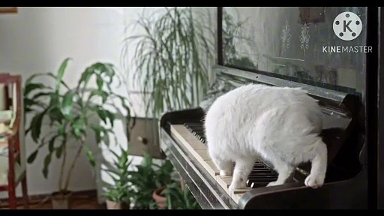 Os animais mais fofos do mundo  n•117